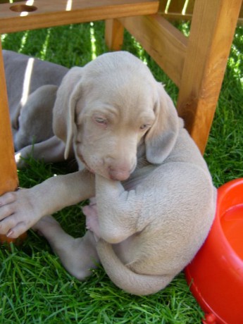 výmarský ohař 3.jpg